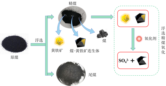 黄铁矿脱出过程